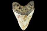Huge, Fossil Megalodon Tooth - North Carolina #124951-2